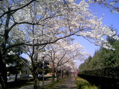 フォト id:photo_343869285