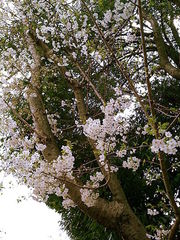 フォト id:photo_343909769