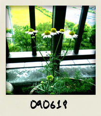 フォト id:photo_343909816